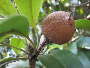 Chicozapote tree with fruit. Gum tappers harvest a liquid rubber base from these trees to be used for the production of gum. Photo by Carlos Manuel Citalán.